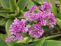 Callisia warszewicziana (Espironema, Tripogandra, Dragãozinho) Melífera