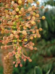 25 sementes de  Canudo de Pito ou Mamoninha do Mato (Árvore que pinga Néctar)