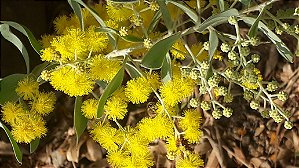 30 sementes de Acácia  Mimosa   floresce  no inverno  muito visitada  por abelhas