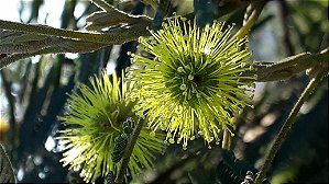 Bracatinga - Mimosa scabrella (Melífera) Mel de Melato