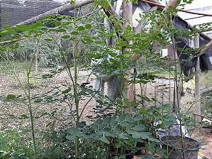 Moringa Oleifera  -  Floresce   Ano todo