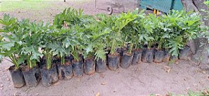 Philodendron bipinnatifidum 60 a 80 cm