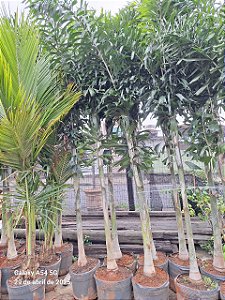 Palmeira Rabo de Raposa 2,5 a 2,80