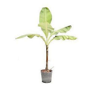 Banana D'água (Nanica)