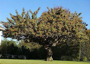 Aroeira Pimenta - 1,50 a 1,70 metros