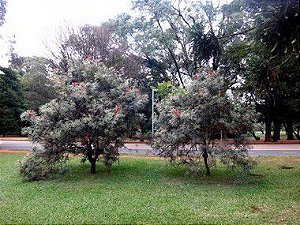 Grevilha Ana - 0,80 a 1,20 metro