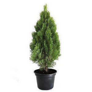 Pinheiro Tuia Aurea