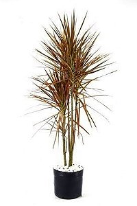 Dracena Tricolor