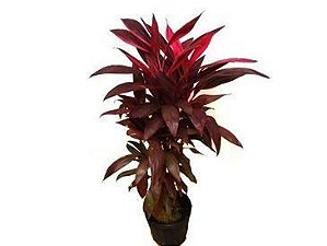 Dracena Vermelha ou Cordelini