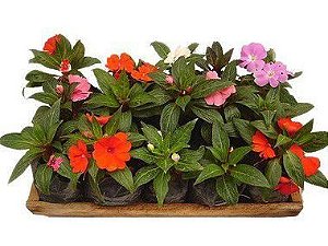 Impatiens - Caixa com 15 unidades