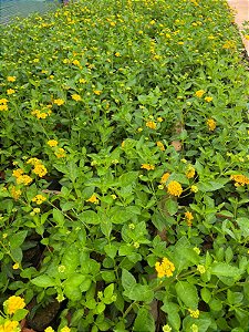 Lantana Amarela - Caixa com 15 unidades