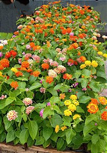 Lantana Camara - Caixa com 15 unidades