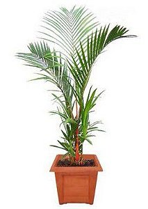 Palmeira Laca