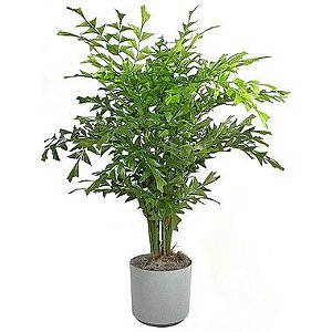 Palmeira Rabo de Peixe