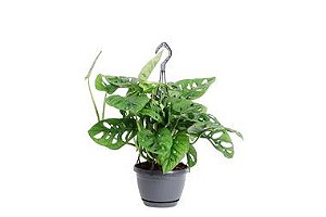 Monstera Obliqua