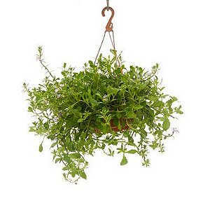 Scaevola