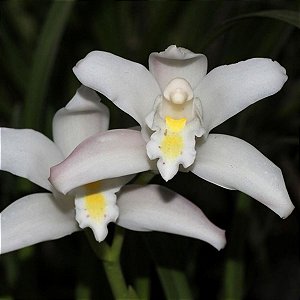 Cymbidium eburneum