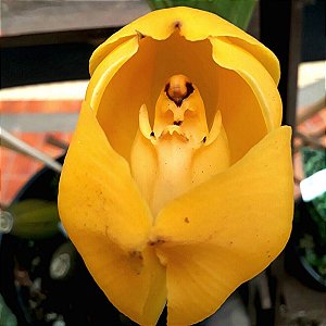 Anguloa clowesii Orquídea Tulipa ou Bebê no Berço