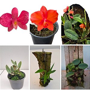 Kit 3 Mini Cattleyas (Sophronitis)