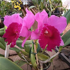 Brassolaeliocattleya Yamanashi x Lc. drumbeat