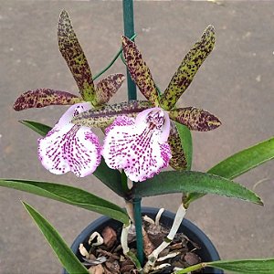 Brassocattleya hippodamia (Brassavola nodosa x Cattleya aclandiae)