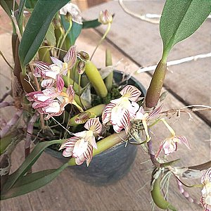 Bulbophyllum ambrosia