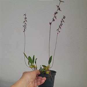 Bulbophyllum miniatum