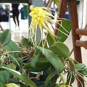 Bulbophyllum vaginatum (ex Cirrhopetalum vaginatum)