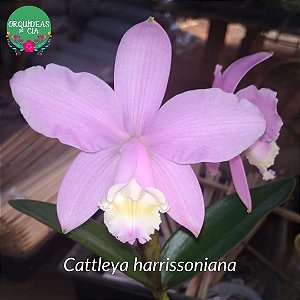 Cattleya harrisoniana tipo