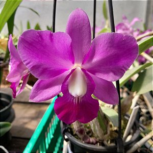 Cattleya walkeriana tipo