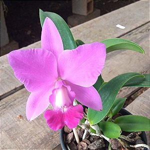 Cattleya walkeriana x Laelia pumila