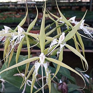 Coilostylis ciliaris (Epidendrum ciliare ou Auliza ciliaris)