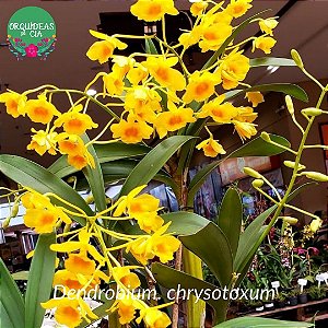Dendrobium chrysotoxum (Dendrobium chryzotoxum)