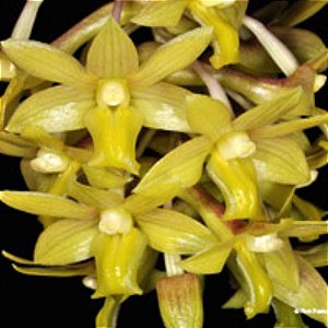 Dendrobium ionopus