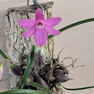 Sophronitella violacea