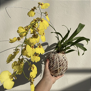 Kokedama de Orquídea Chuva de ouro (Oncidium aloha)
