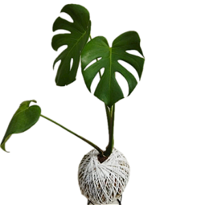 Kokedama de Costela de Adão