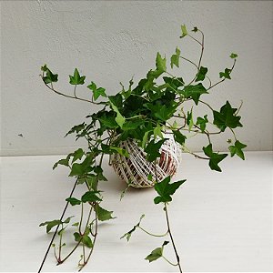 Kokedama de Hera Estrela