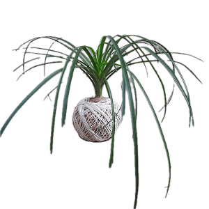 Kokedama de Pata de Elefante