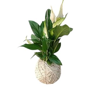 Kokedama de Mini Lírio da Paz