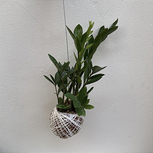 Kokedama de Mini Zamioculca