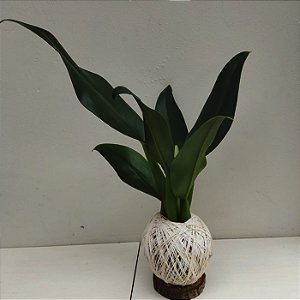 Kokedama de Pacová (Philodendron martianum) Acabamento Barbante Fio Cru
