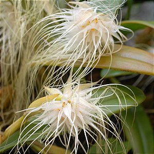 Bulbophyllum medusae