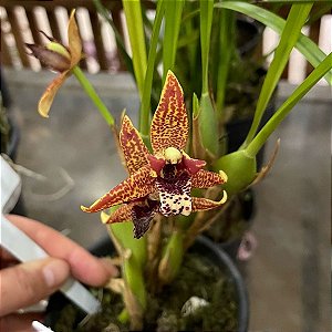 Maxillaria tenuifolia