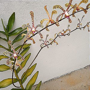 Arachnis