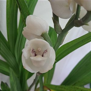 Orquídea Pomba ou Espírito Santo Peristeria elata