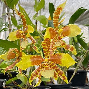 Rossioglossum grande (ex Odontoglossum grande) (orquídea-tigre)