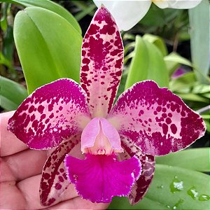 Blc. Shirozu Erica (Brassolaeliocattleya durigan x Cattleya leopoldii dark  princess) - Orquídeas & Cia
