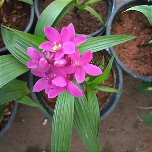 Spathoglottis plicata (Spatoglotis / Grapete)