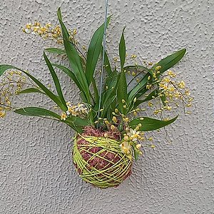Kokedama de Orquídea Oncidium twinckle